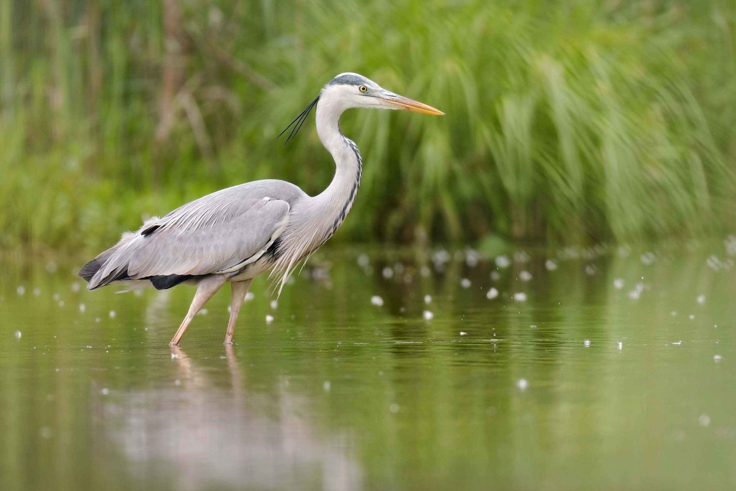 Grey Heron