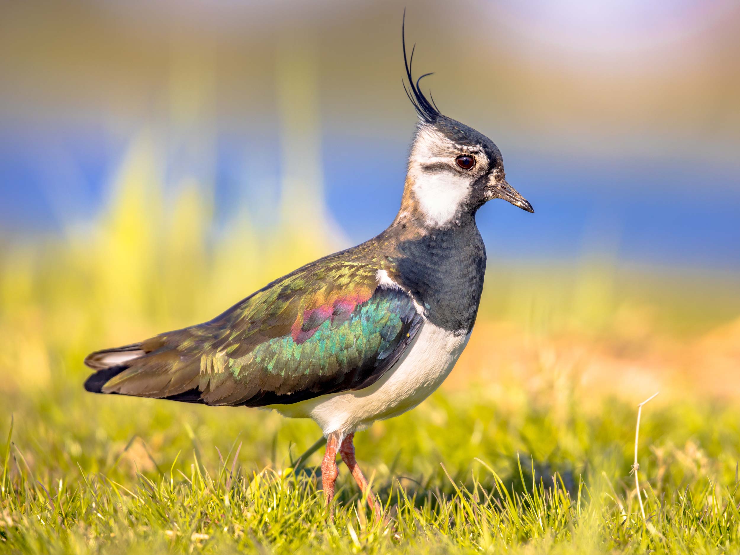 Lapwing