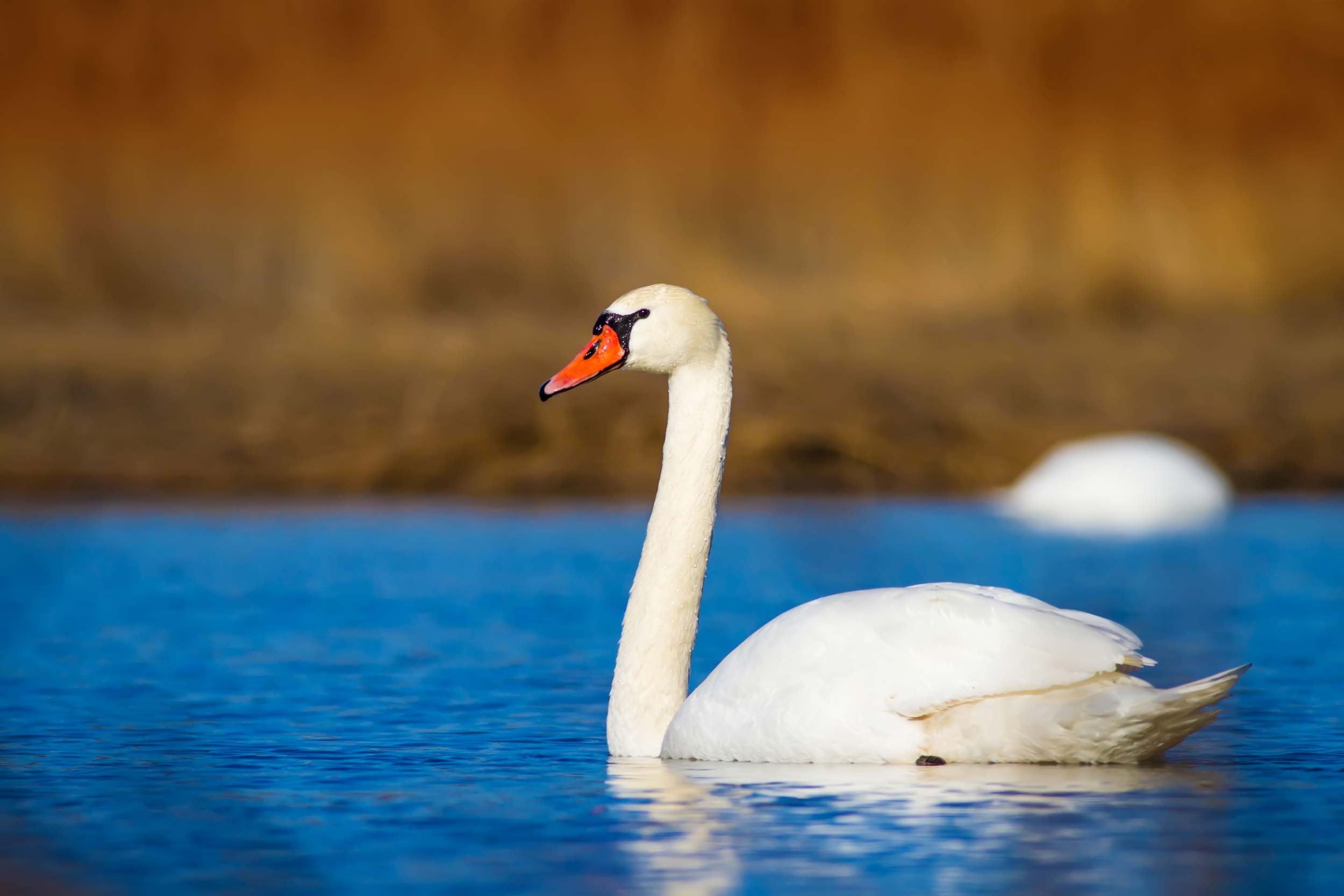 Mute Swan