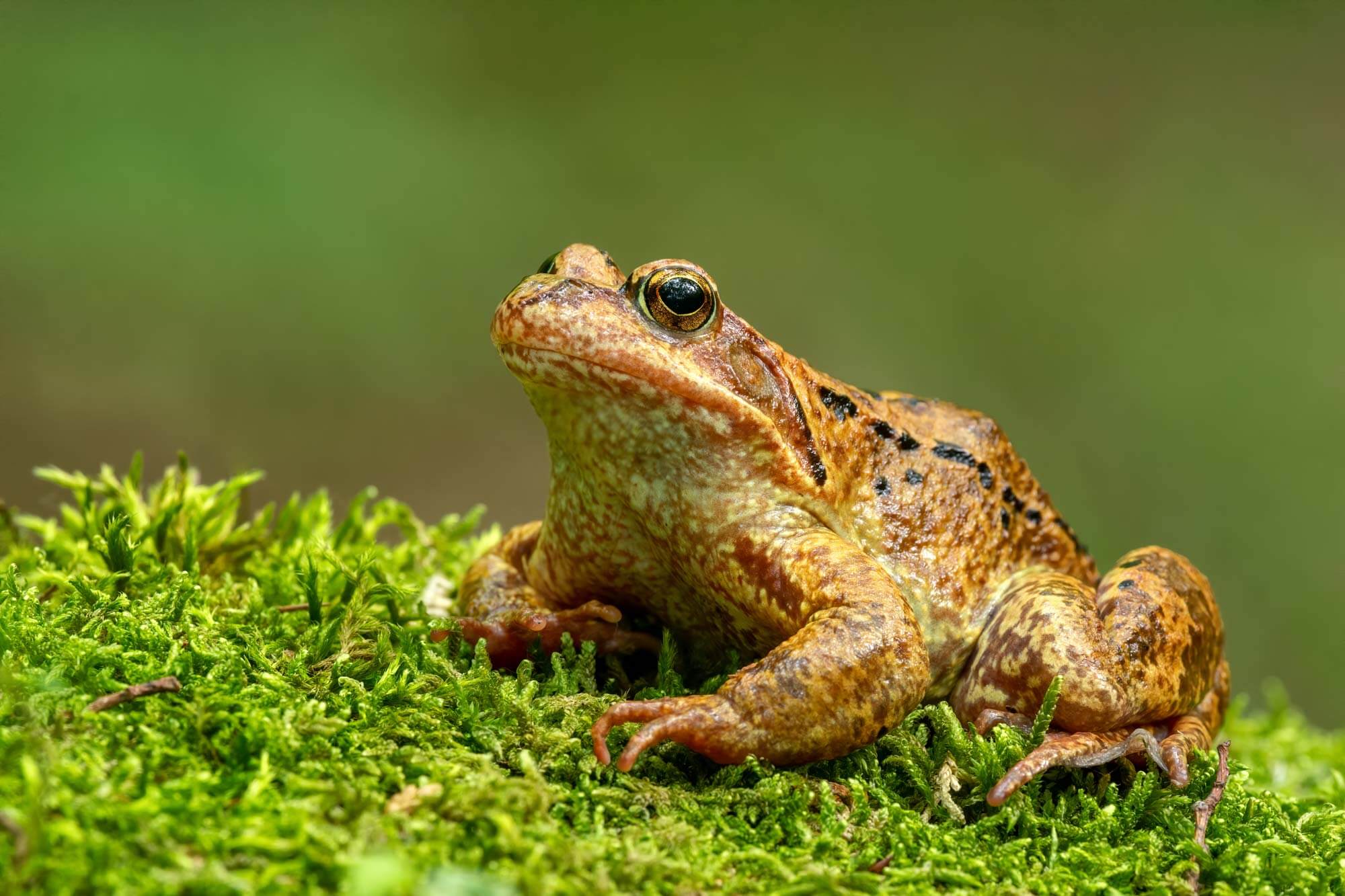 Common Frog