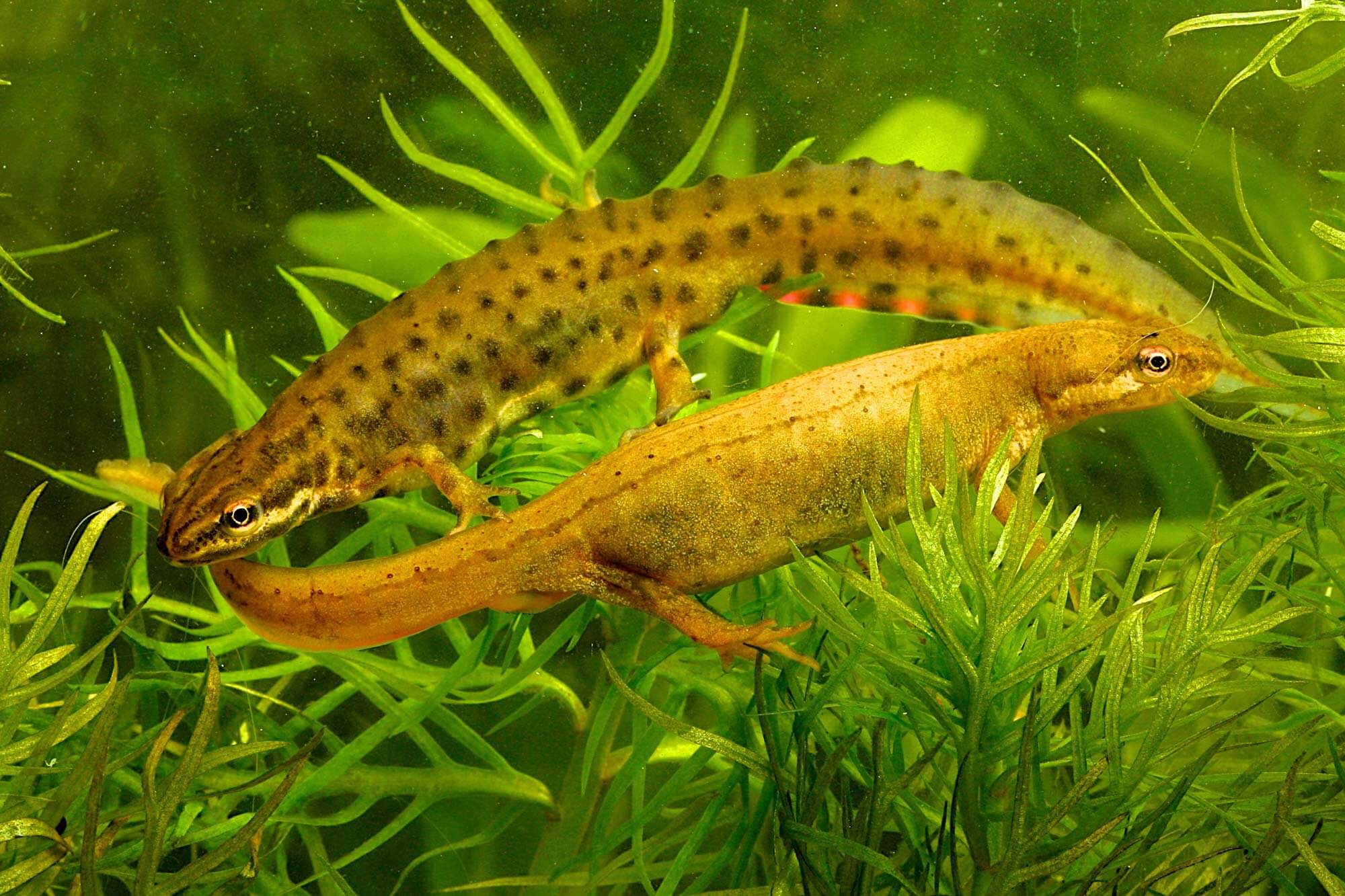 Smooth Newt