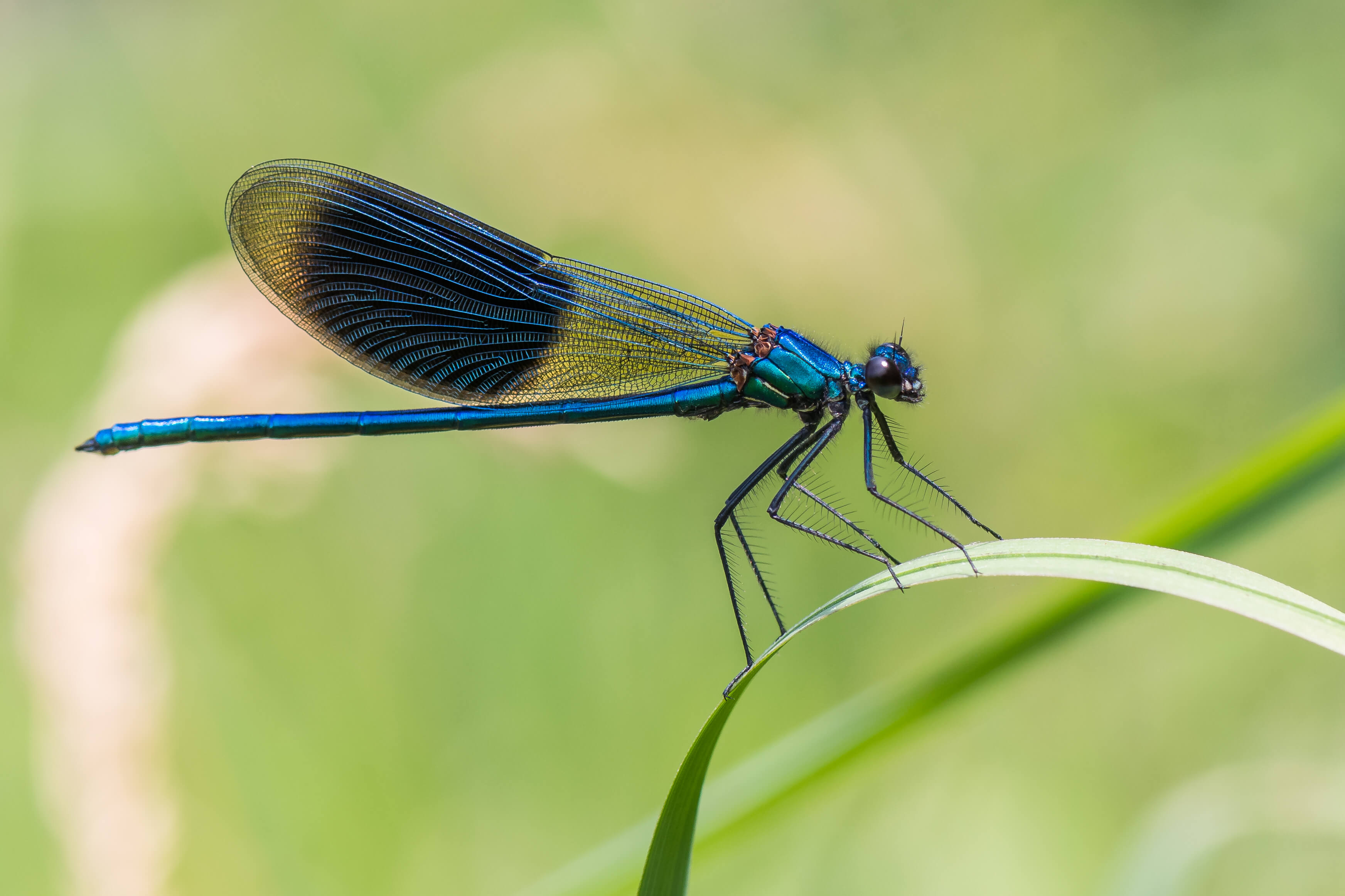 Banded demoiselle