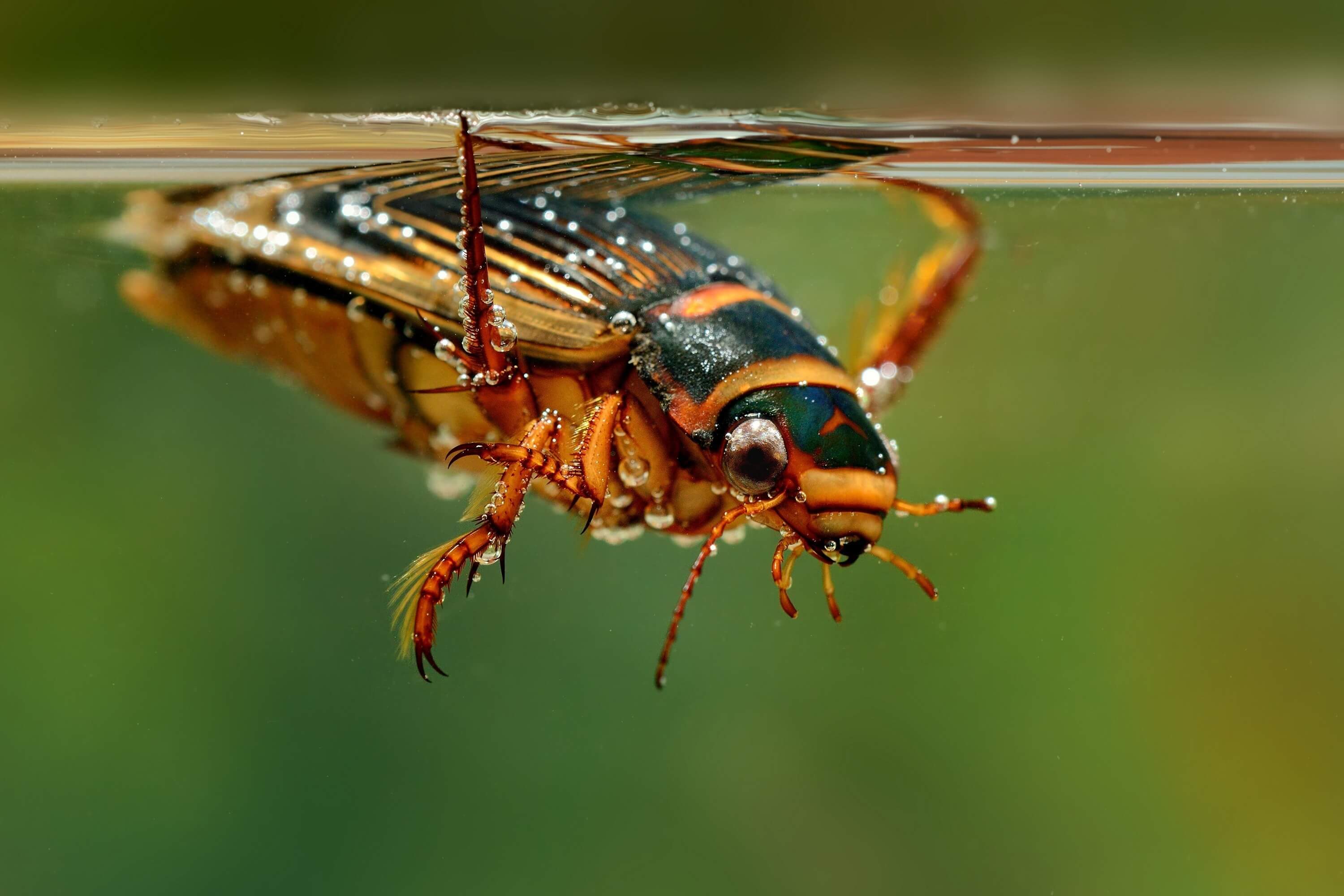 Great Diving Beetle