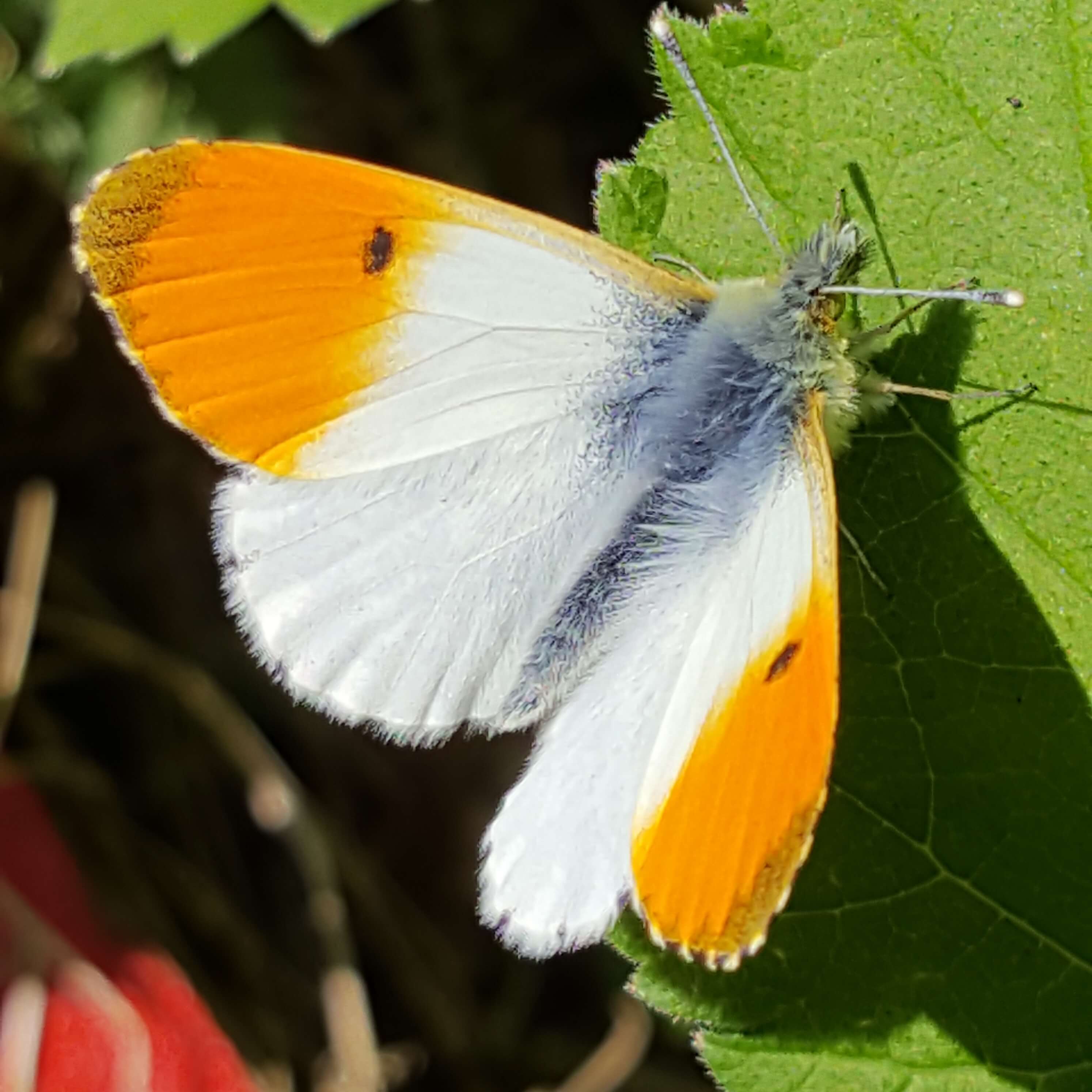 Orange Tip Butterfly