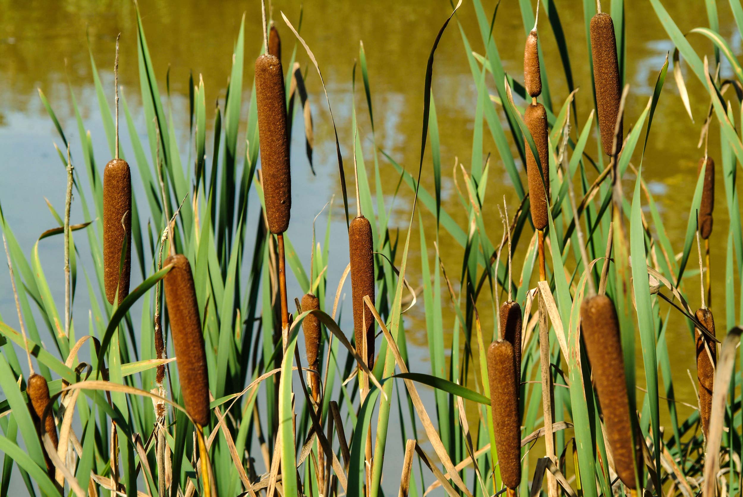 Reed Mace